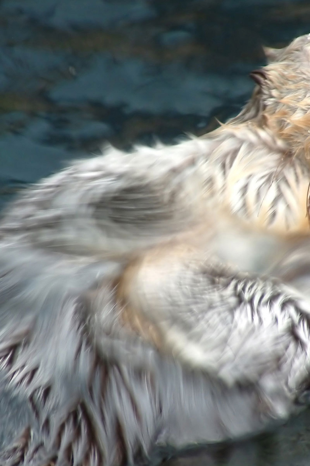 Плывущий бобер