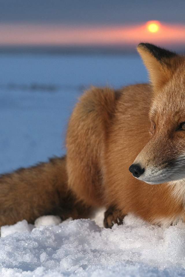 Лисица на снегу