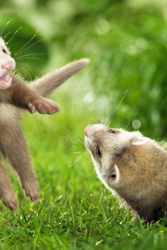 Игры хорьков