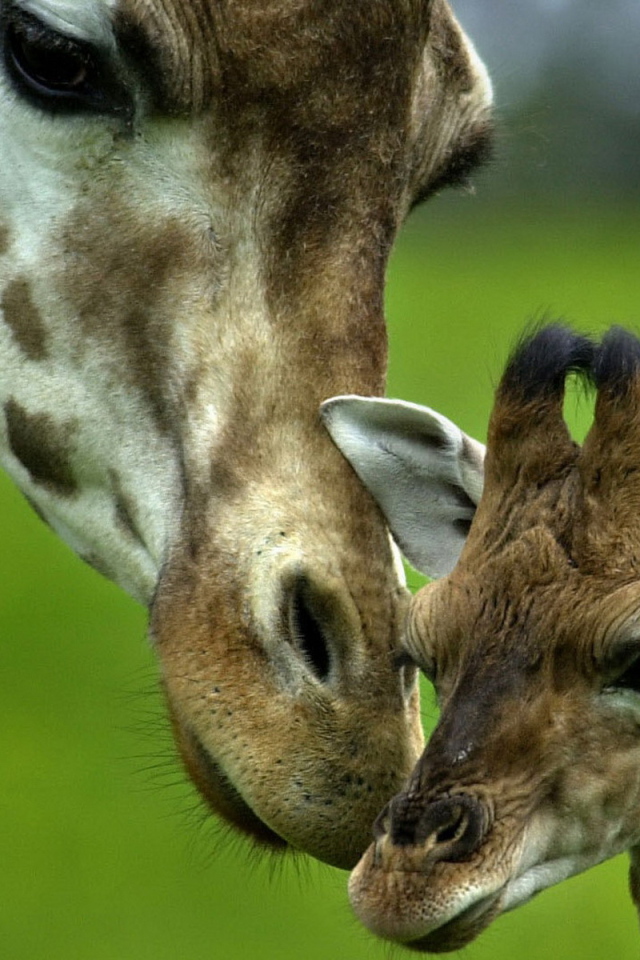 Жираф и ее малыш