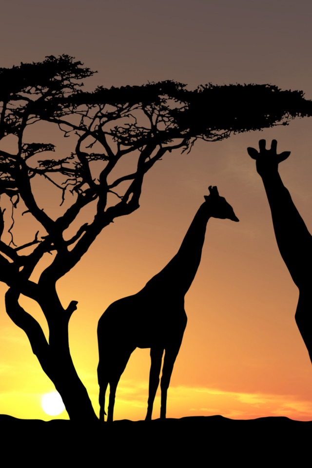 Жирафы в тени заката