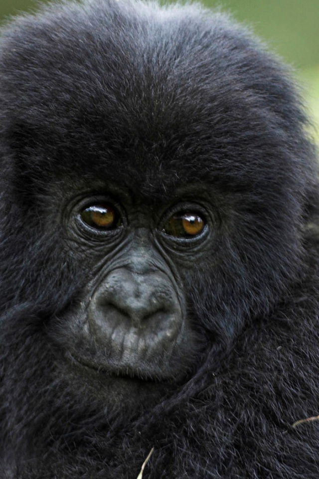 Горилла в траве