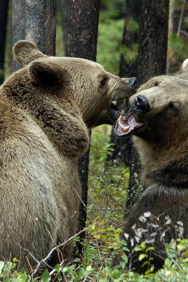 Медведи гризли
