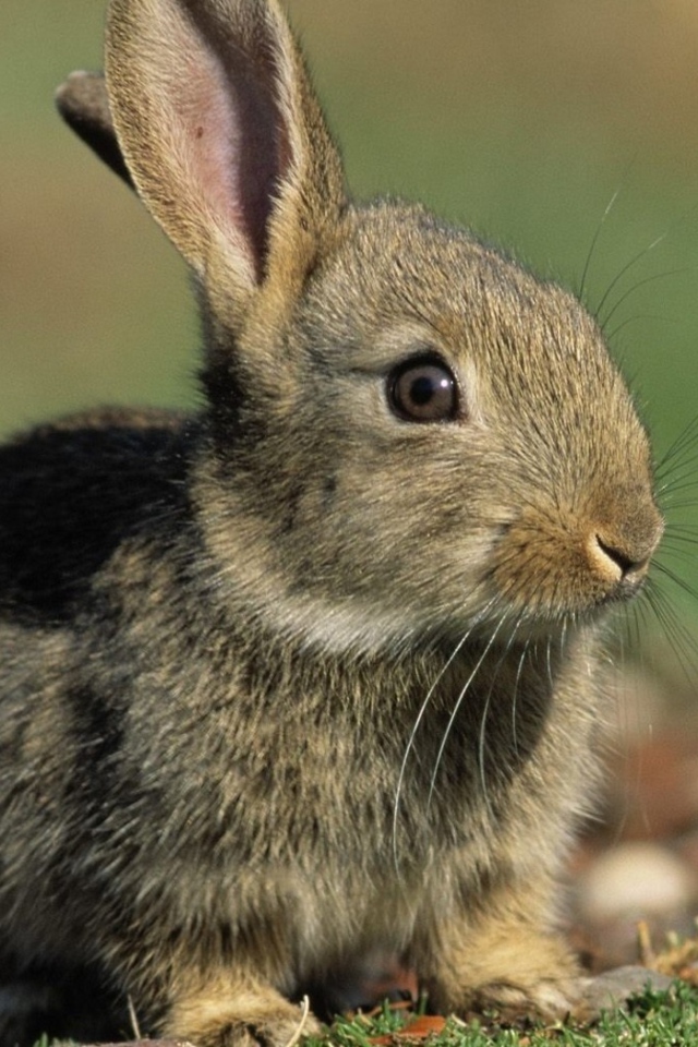 Заяц среди зелени