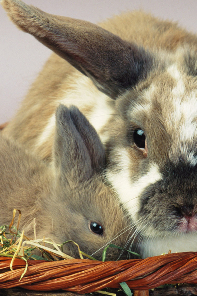 Зайцы в корзине