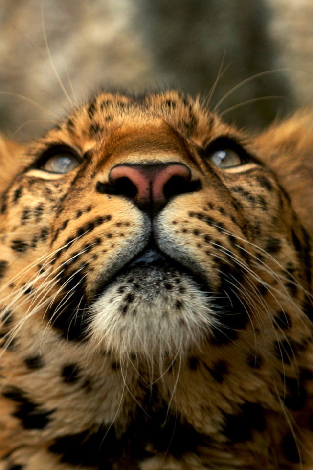 Голова леопарда