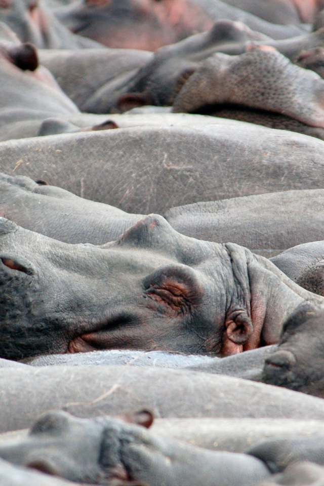 Бегемоты на купании