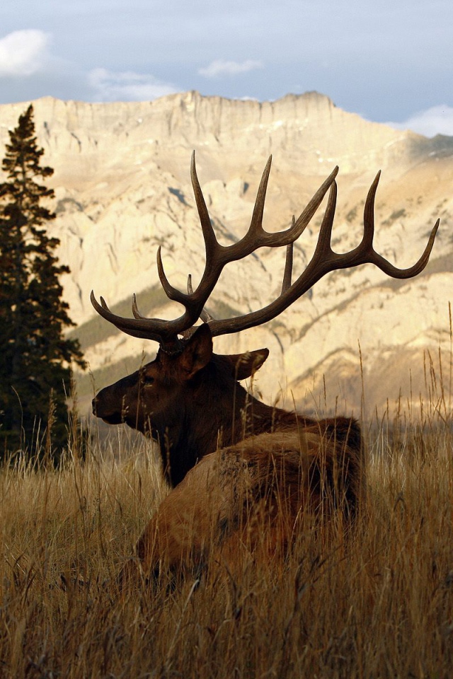 Рогатый олень