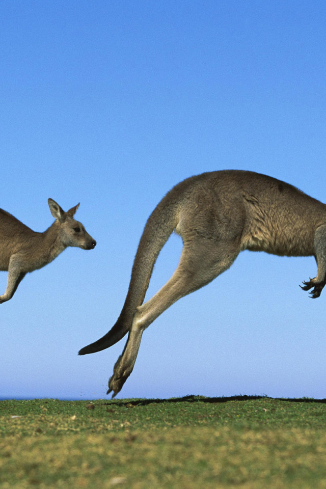 Кенгуру