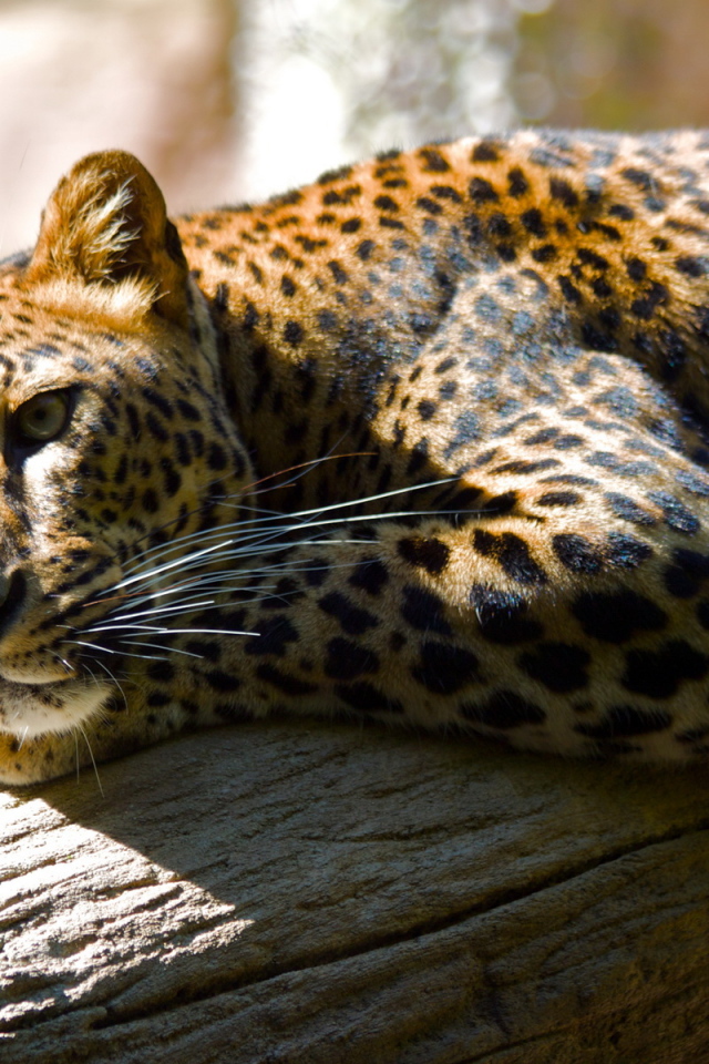 Леопард лежа на дереве