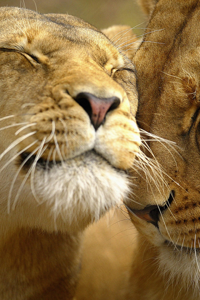 Львиная нежность