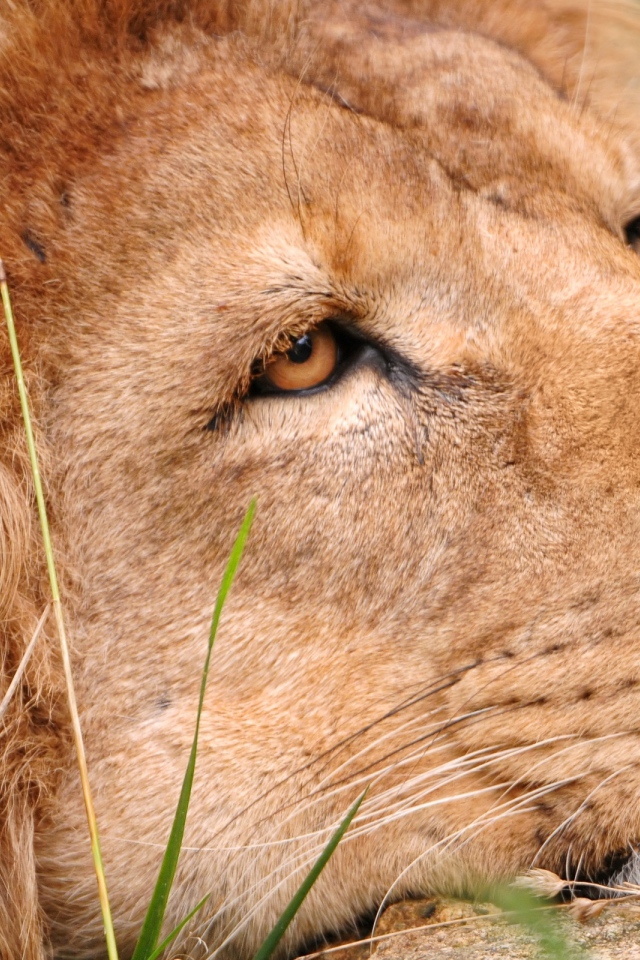 Львиная голова