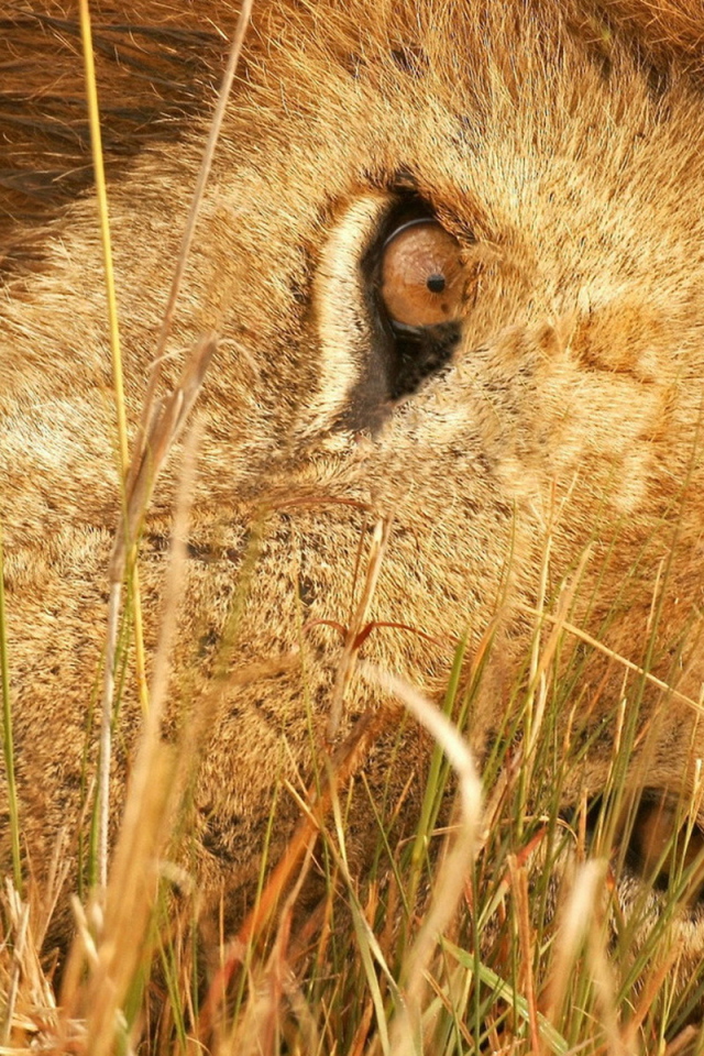 Лева в траве