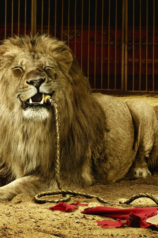Лев в цирке
