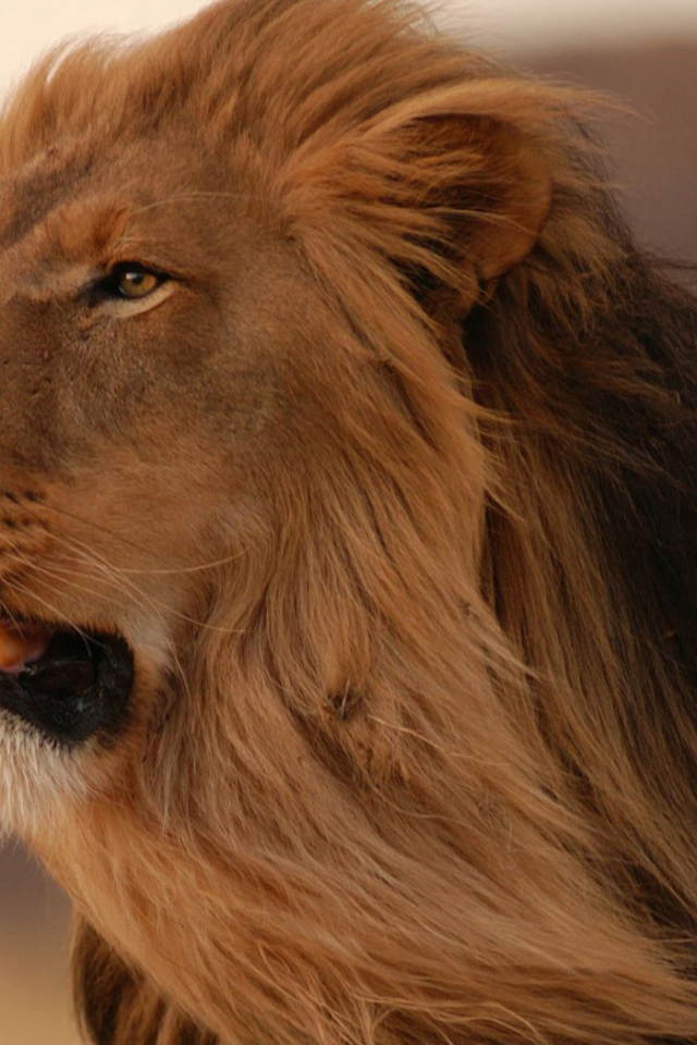 смотрящий в даль Лев