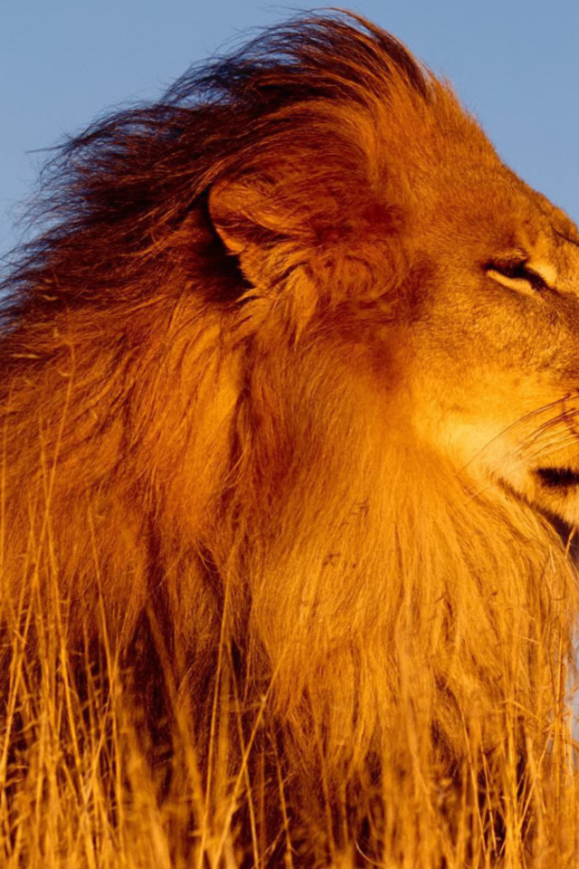 Лев на охоте