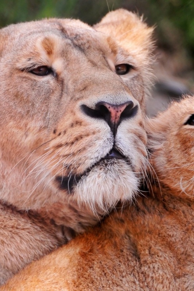 Львиное семейство