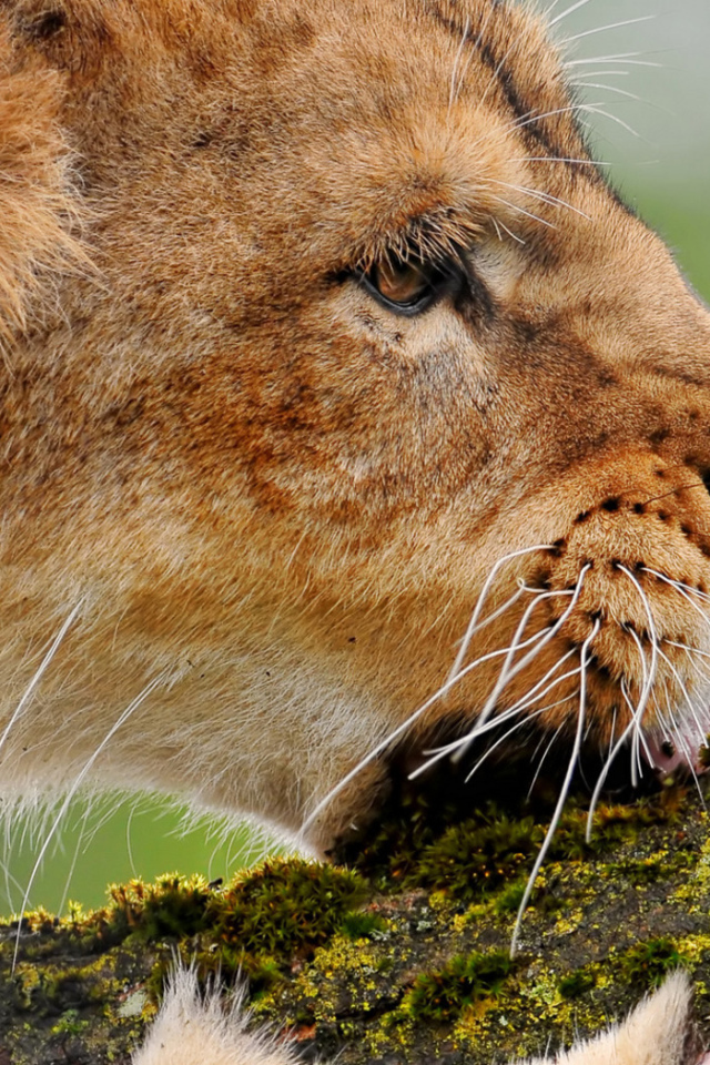 Львица грызущая ветку