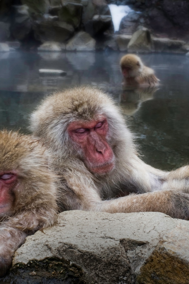 Макаки в горячем источнике