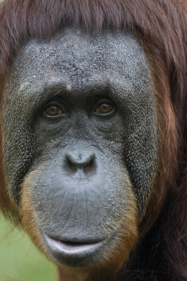 Обезьяна в неволе