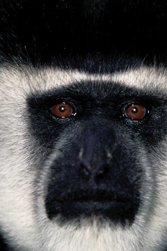 Обезьянья мордашка