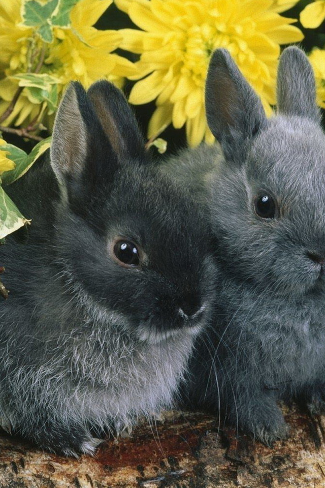 Парочка кроликов