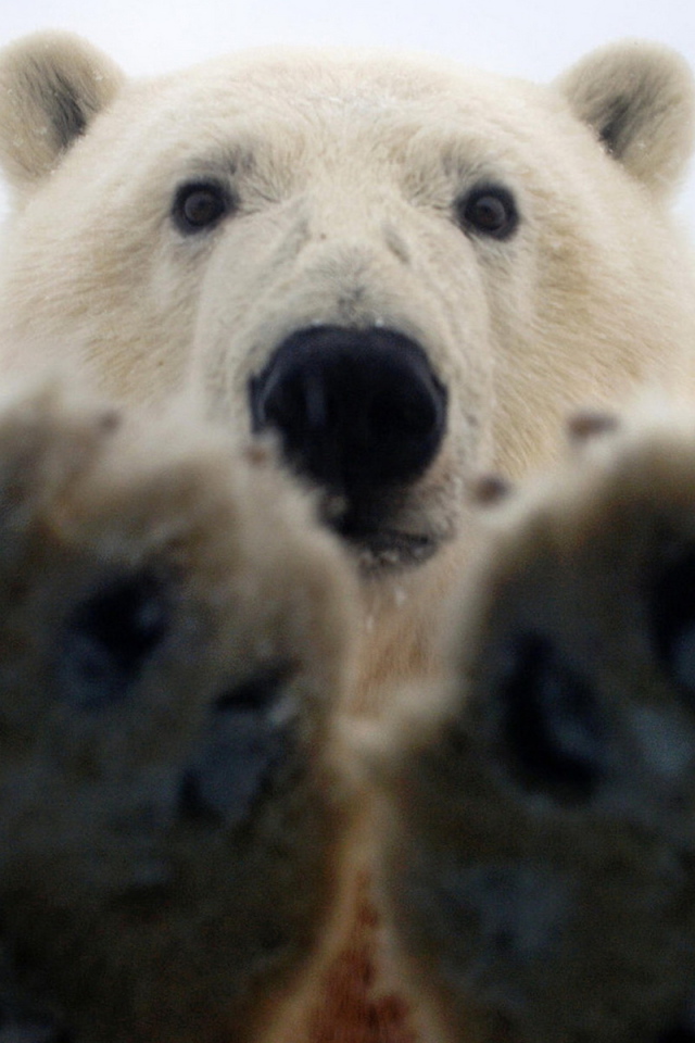 Лапы белого медведя