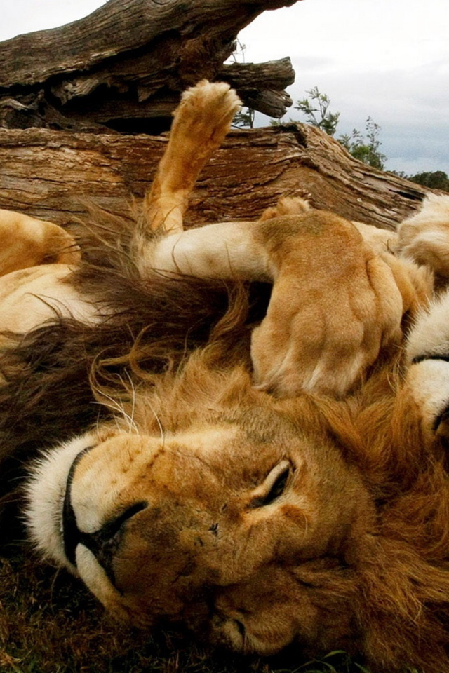 Играющиеся львы