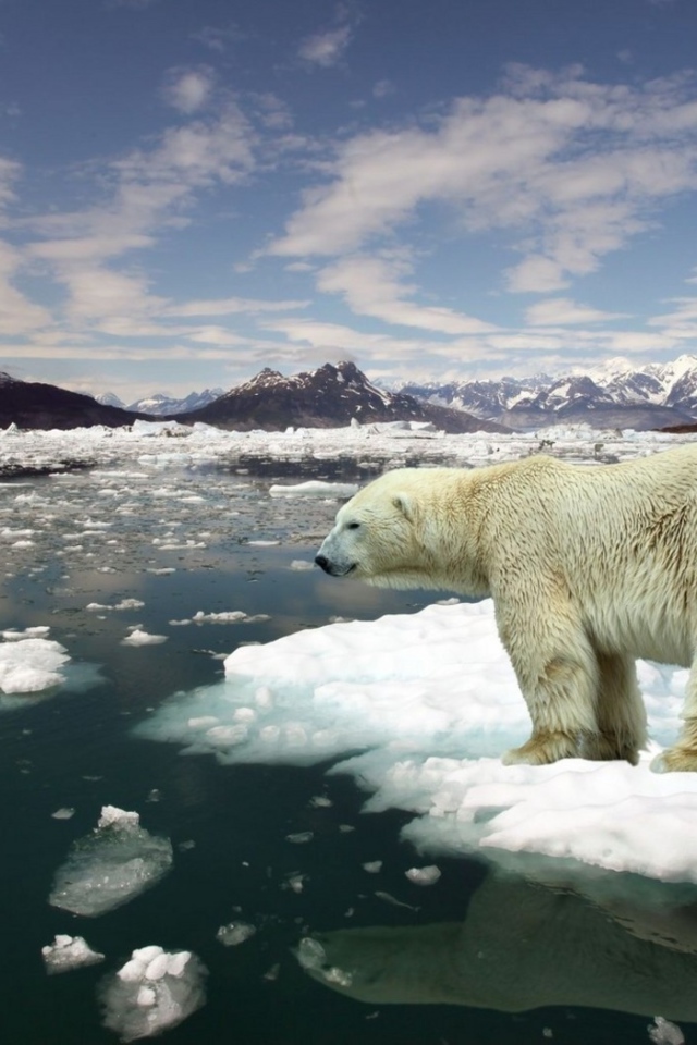 Белый медведь на льдине