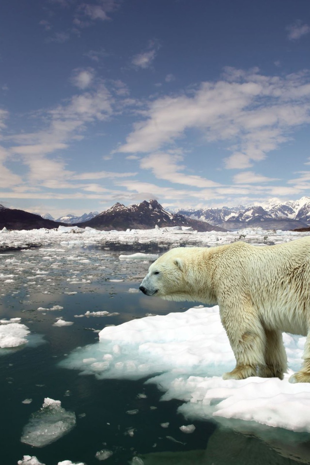 Белый медведь на льдине