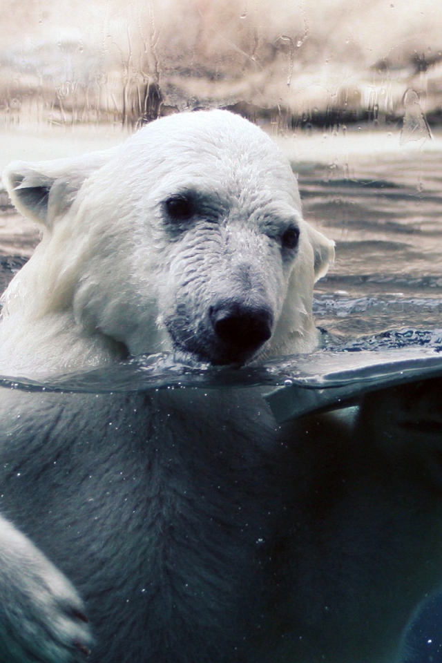 Полярный белый медведь