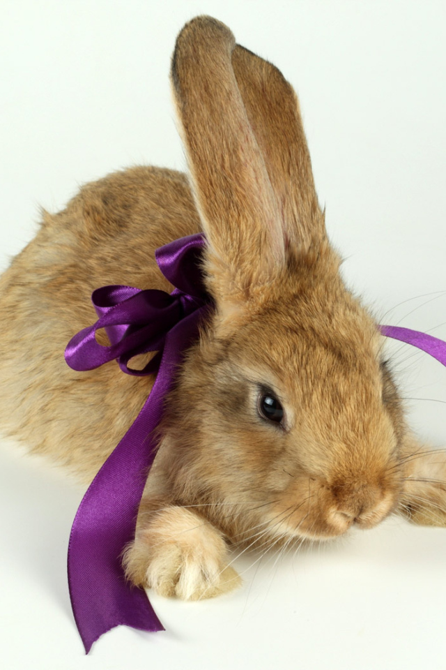 Кролик с бантиком