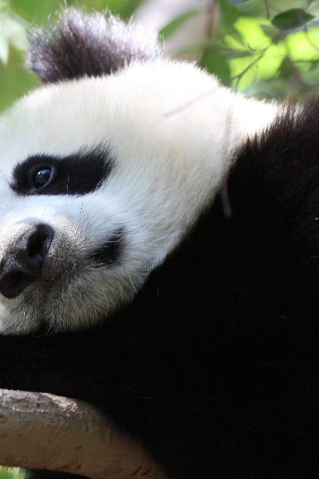 Грустная панда