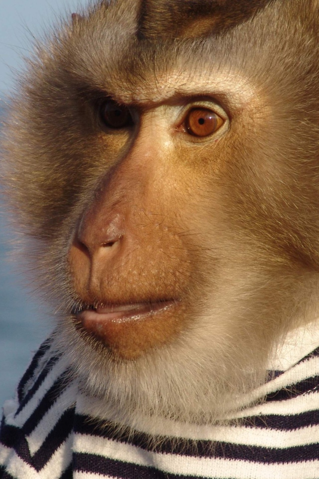 Моряк примат