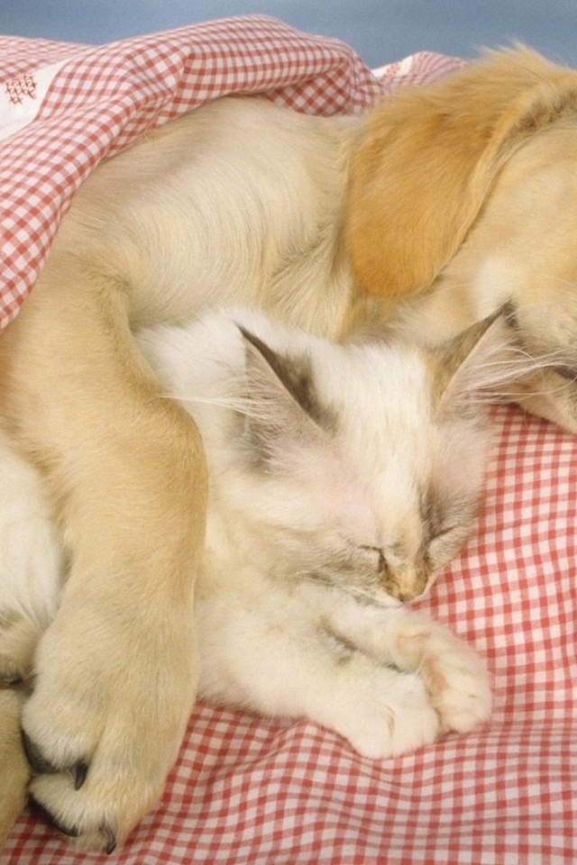 Спящие друзья