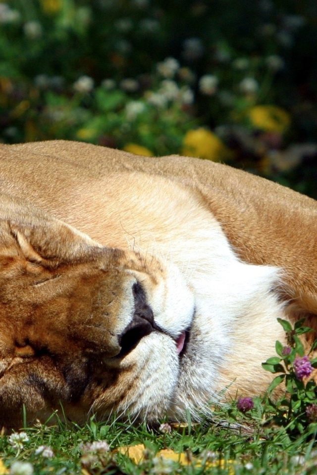 Спящая львица