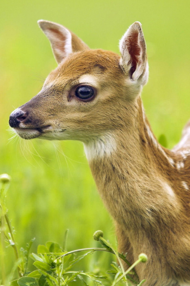 Oлененок среди травы