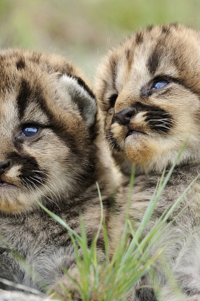 Маленькие хищники