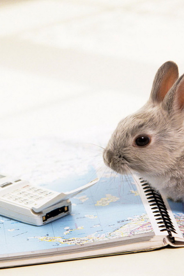 Крольчонок