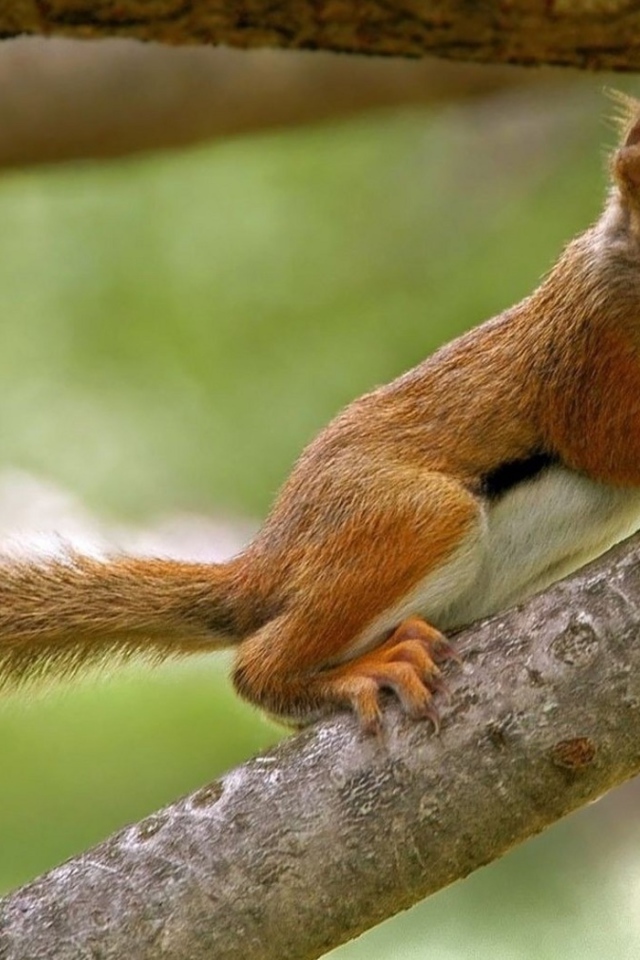 Бельчонок на ветке