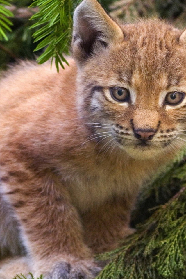 Рысенок на ветке