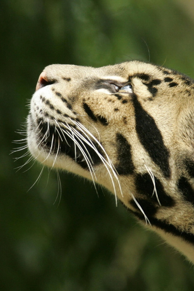 Дымчатый леопард