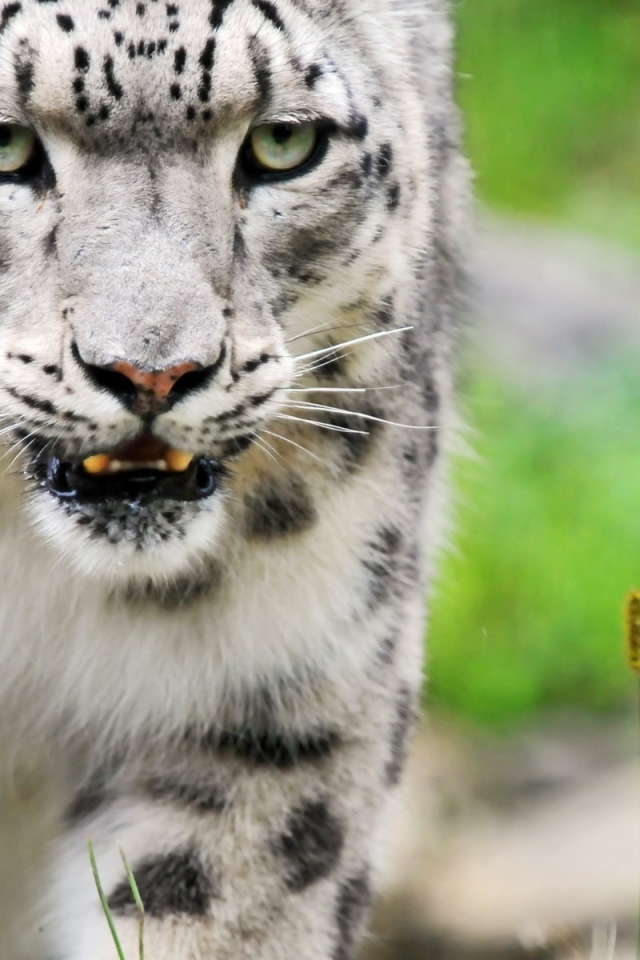 Снежный барс