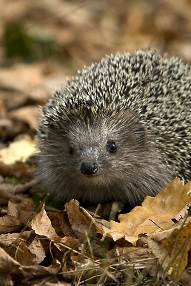 Колючий еж