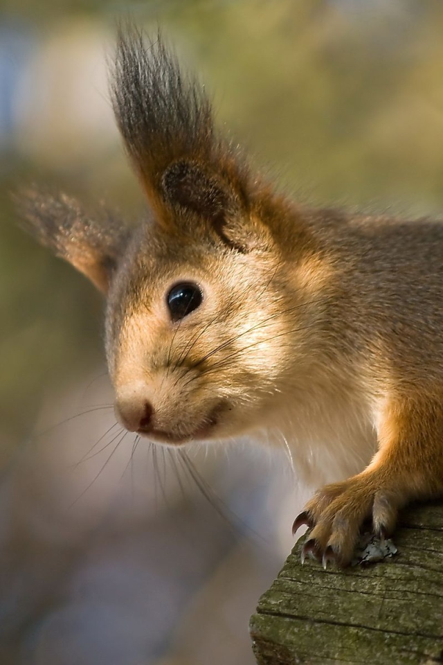 Белка на стволе дерева