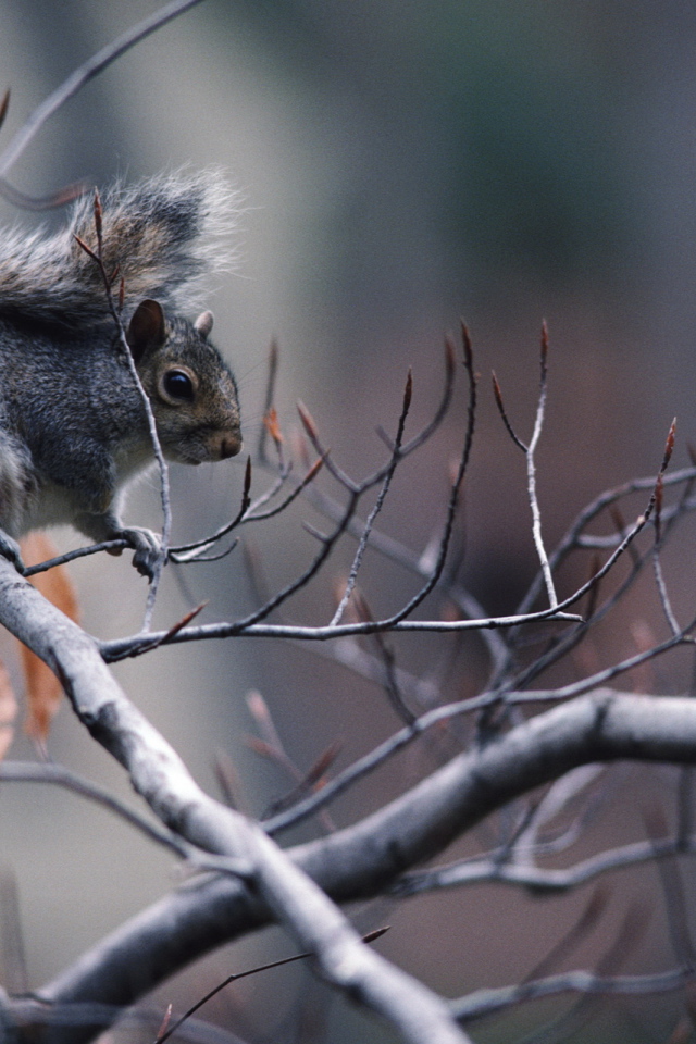 Белка на ветке