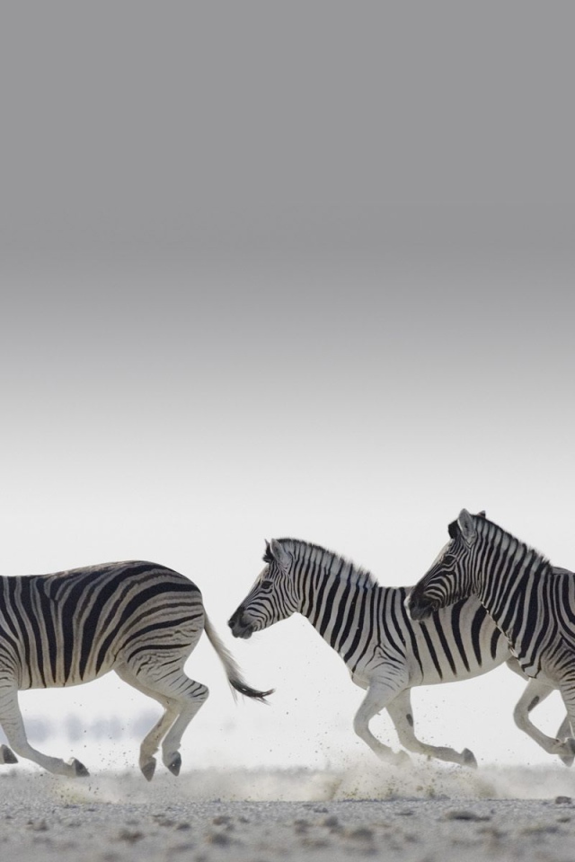 Полосатые зебры