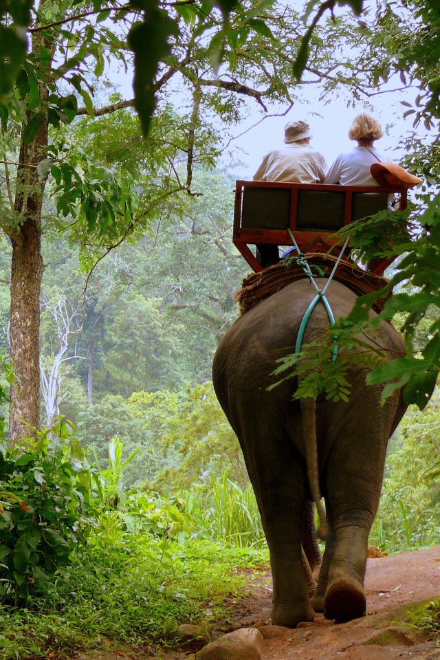 Слон в джунглях