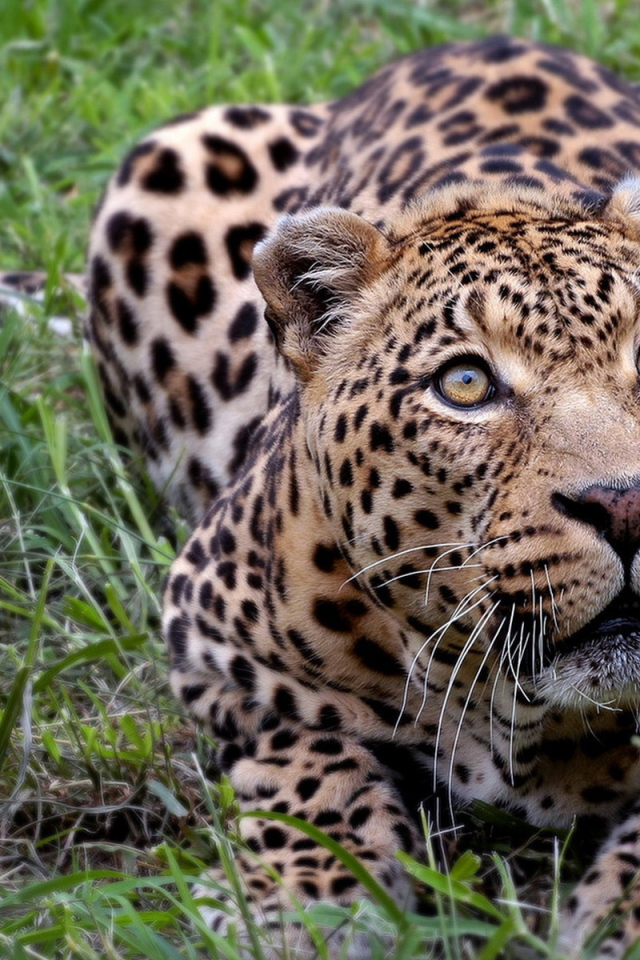 Притаившийся леопард