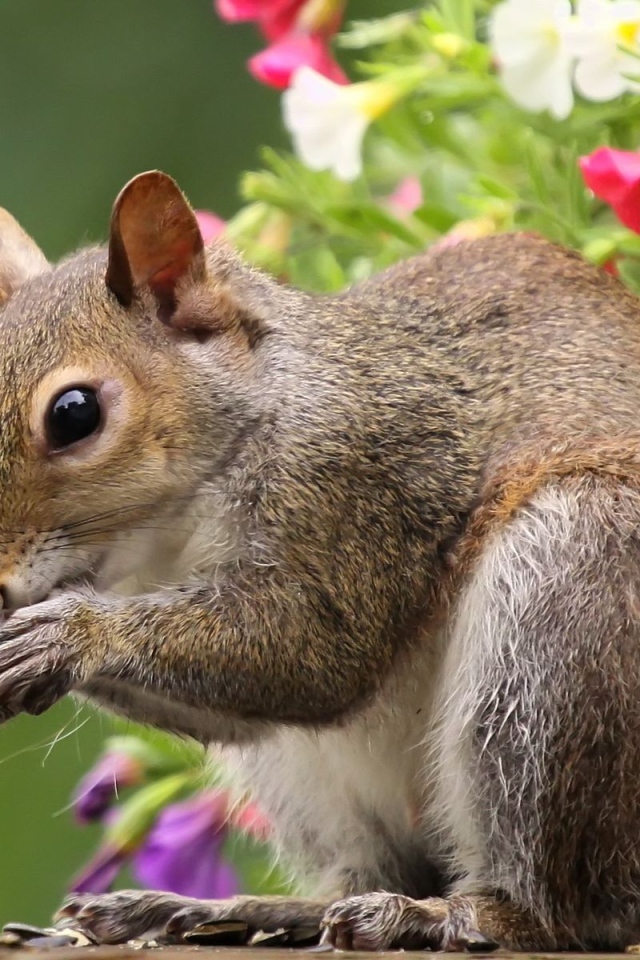 Белка во время трапезы
